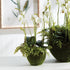 Phalaenopsis & Fern Drop-In 18" - View 2