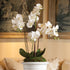 Phalaenopsis Orchid Drop-In 30" - View 2