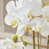 Phalaenopsis Orchid Drop-In 30" - View 7