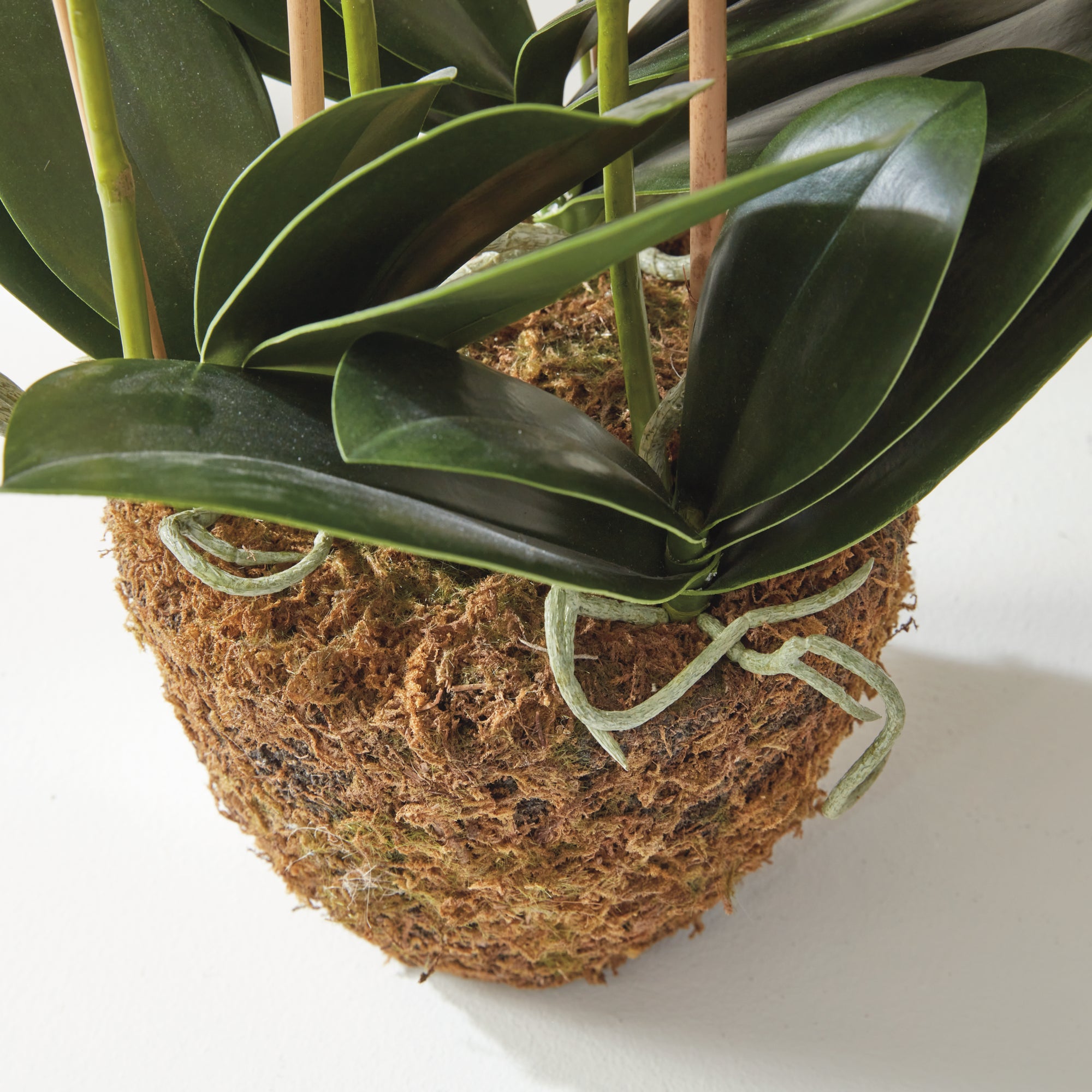 Phalaenopsis Orchid Drop-In 30" - View 8
