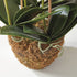 Phalaenopsis Orchid Drop-In 30" - View 8