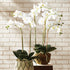 Phalaenopsis Orchid Drop-In 30" - View 4