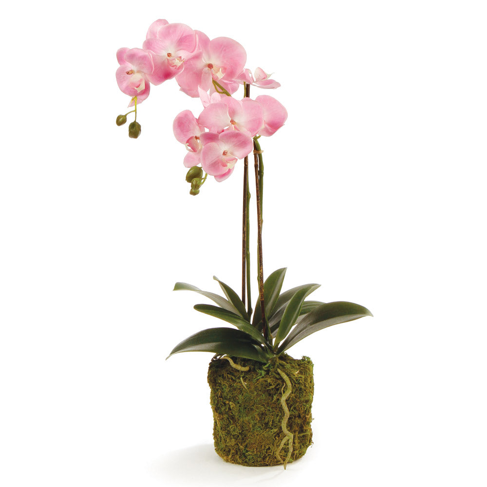 Phalaenopsis Orchid Drop-In 23"