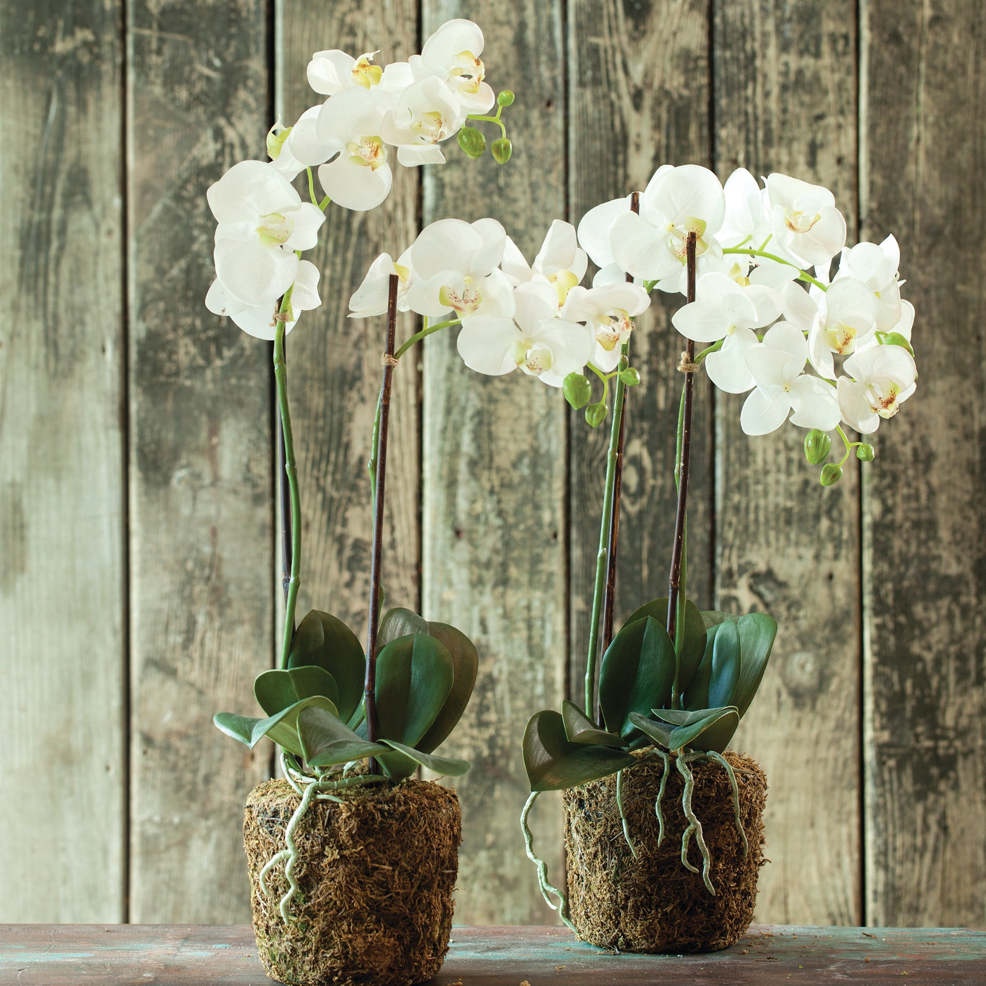 Phalaenopsis Orchid Drop-In 23" - View 3