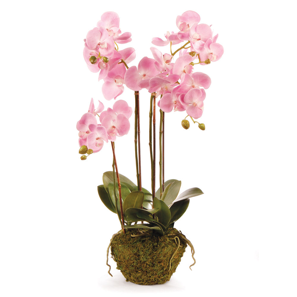 Phalaenopsis Orchid Drop-In 30"