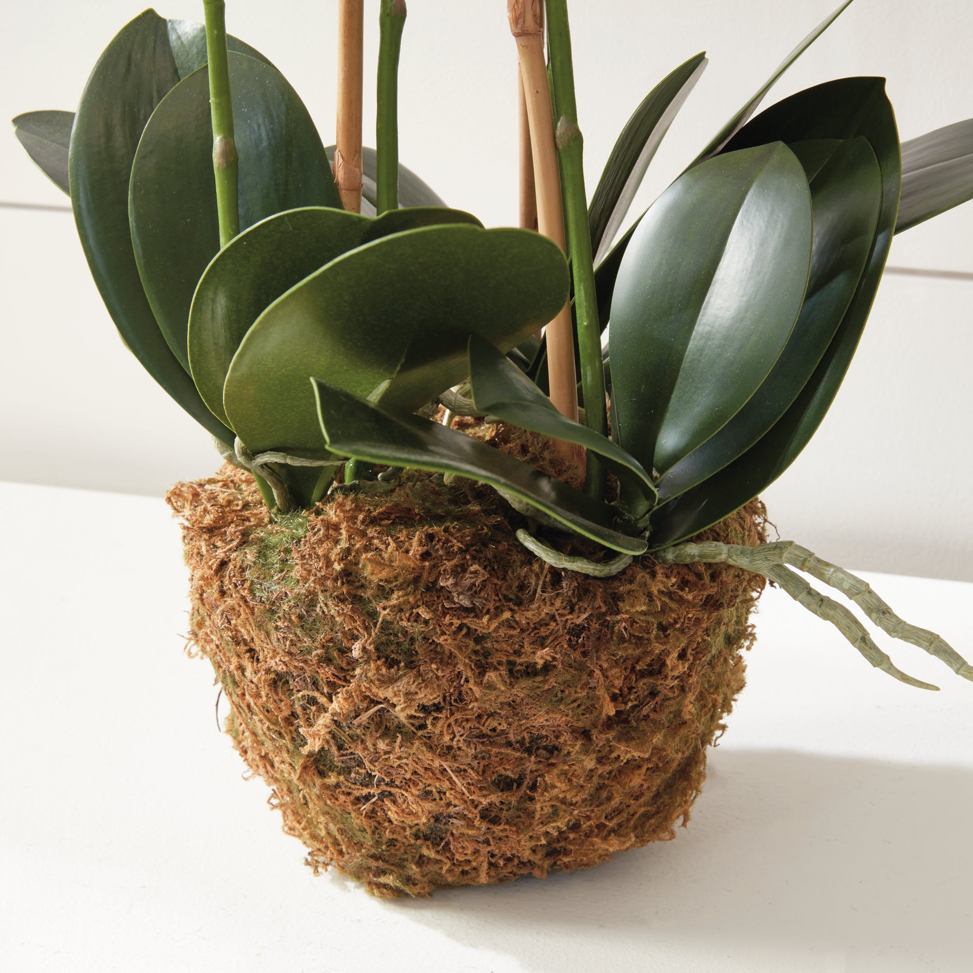 Phalaenopsis Orchid Drop-In 30" - View 5