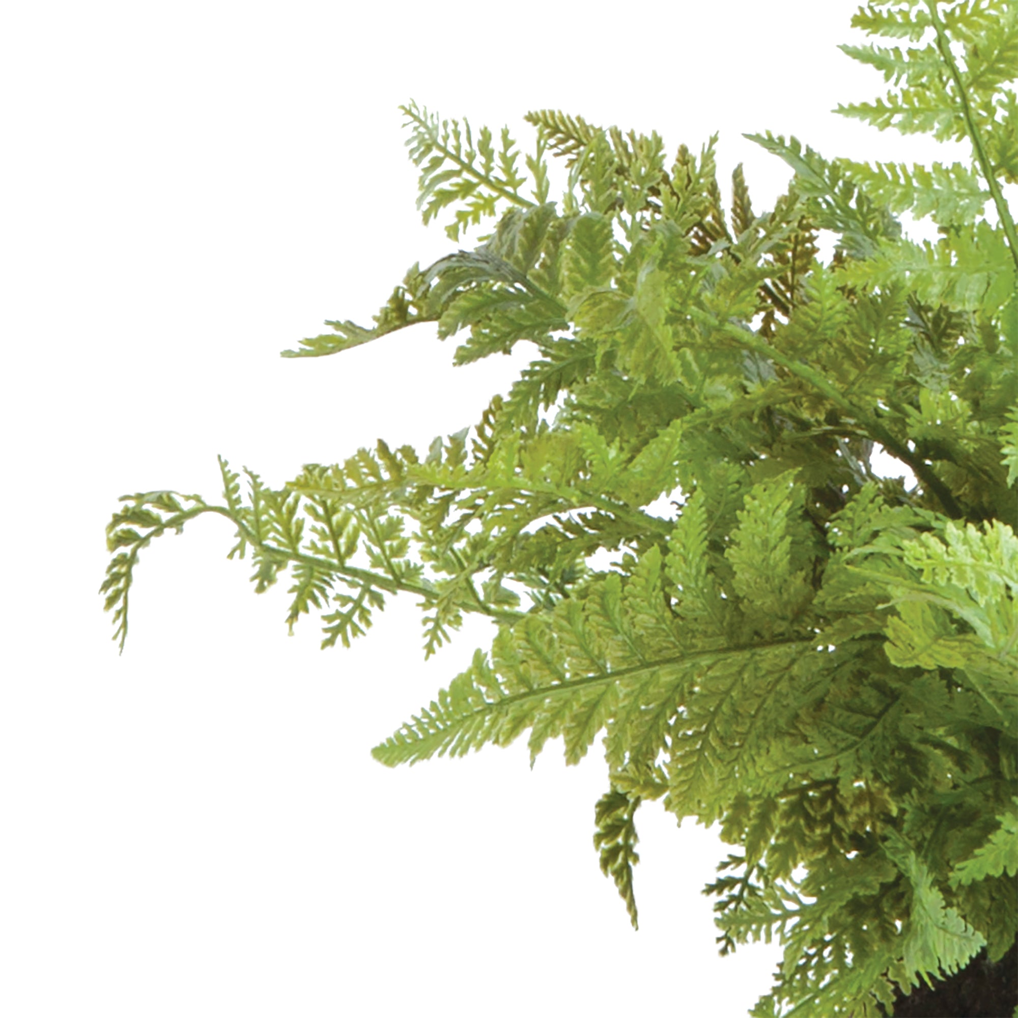 Soft Fern Drop-In 10.5" - View 3