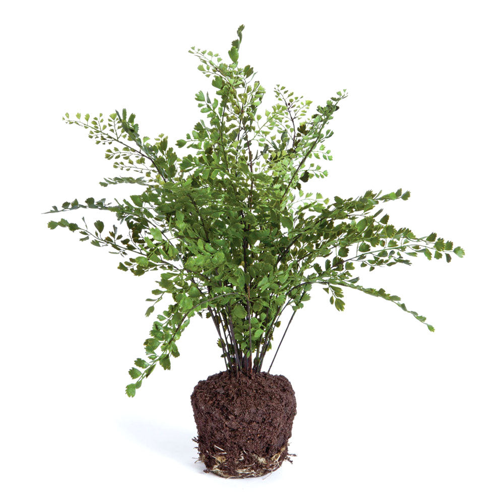 MAIDENHAIR DROP-IN 18" BY NAPA HOME & GARDEN