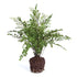 MAIDENHAIR DROP-IN 18" BY NAPA HOME & GARDEN
