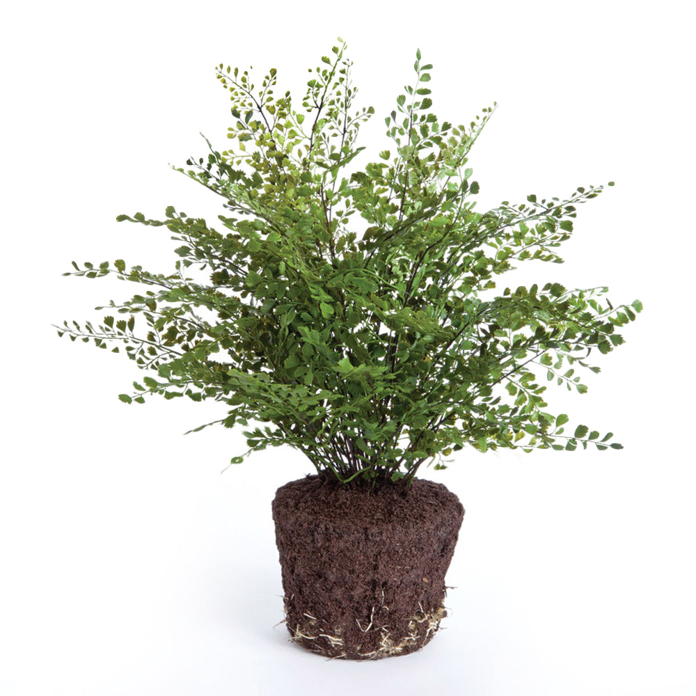 MAIDENHAIR DROP-IN 23"