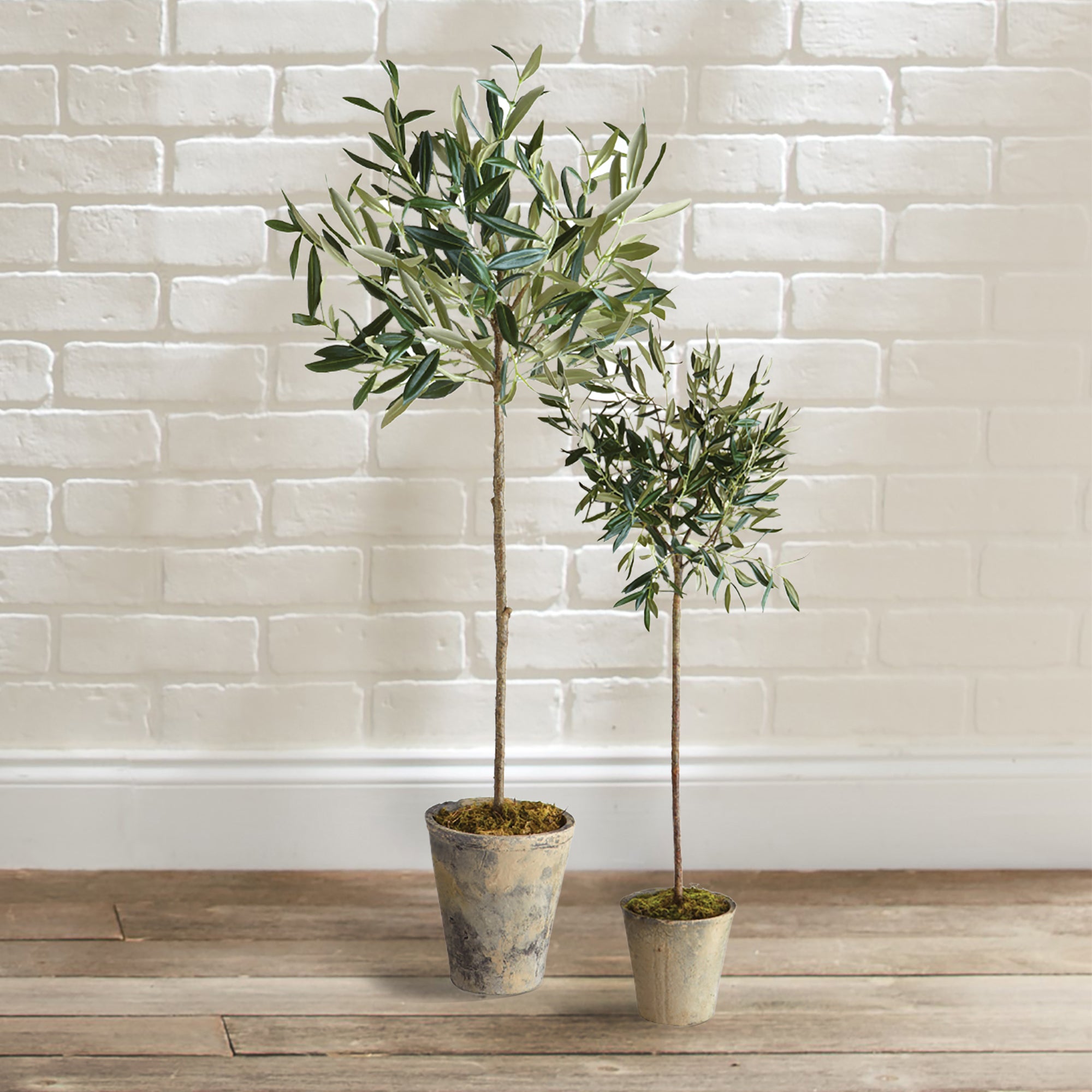 Olive Tree Potted 30" - View 3