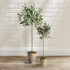 Olive Tree Potted 30" - View 3
