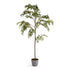 Maple Tree In Pot 84"