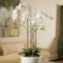 Phalaenopsis Orchid Drop-In 44" - View 2