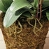 PHALAENOPSIS ORCHID DROP-IN 36" - view 7