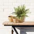 Boston Fern Drop-In 12" - View 4