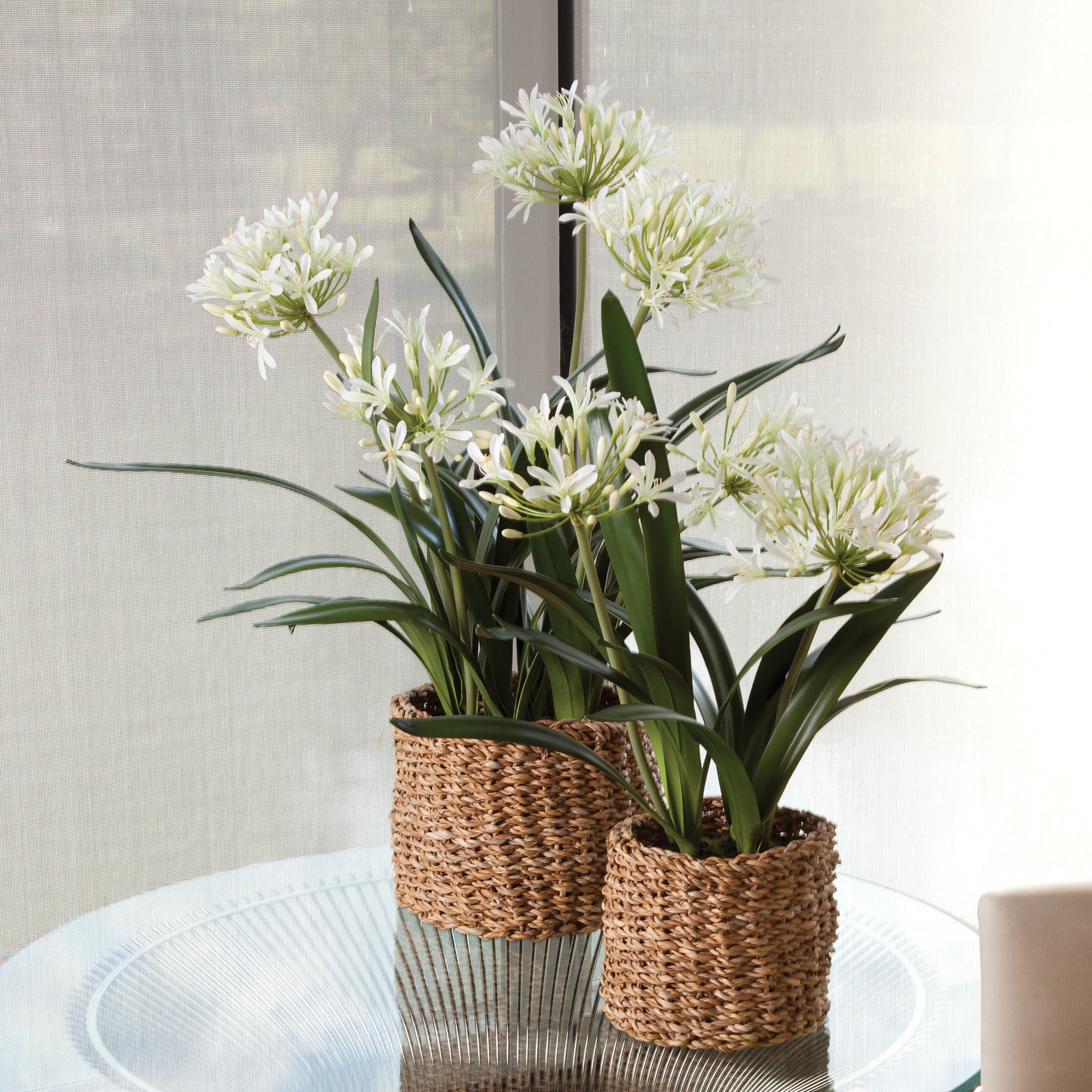 Agapanthus Drop-In 23" - View 2