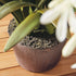Agapanthus Drop-In 29" - View 4