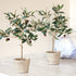 Olive Tree With Fruit In Pot 19.5" - View 4