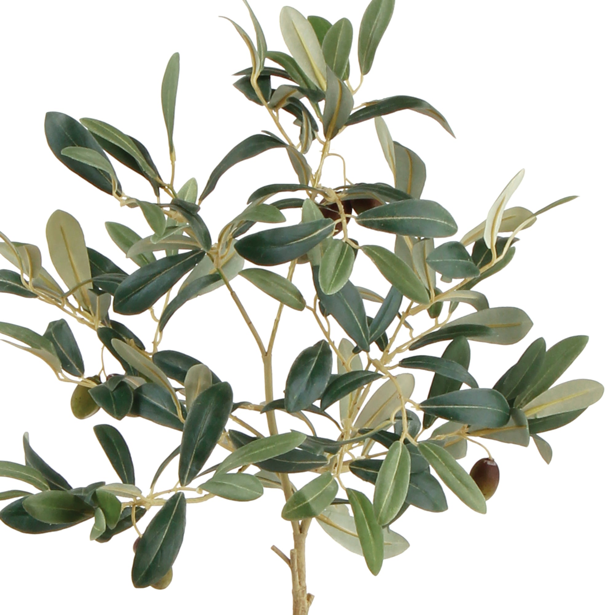 Olive Tree With Fruit In Pot 19.5" - View 2