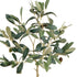 Olive Tree With Fruit In Pot 19.5" - View 2