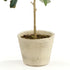 Olive Tree With Fruit In Pot 19.5" - View 3