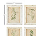 FRAMED WILD FLOWER BOTANICAL PRINTS, SET OF 12 - view 2