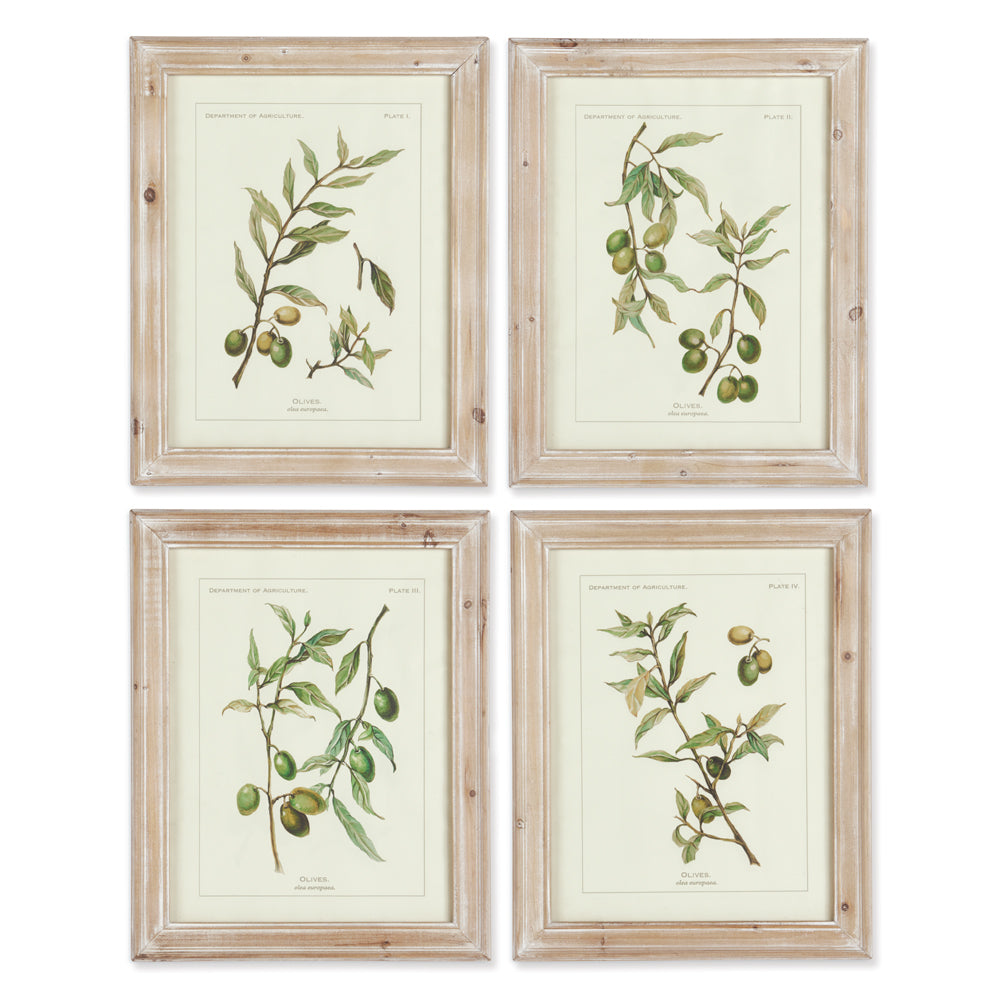 FRAMED OLIVE LEAF BOTANICAL PRINTS, SET OF 4