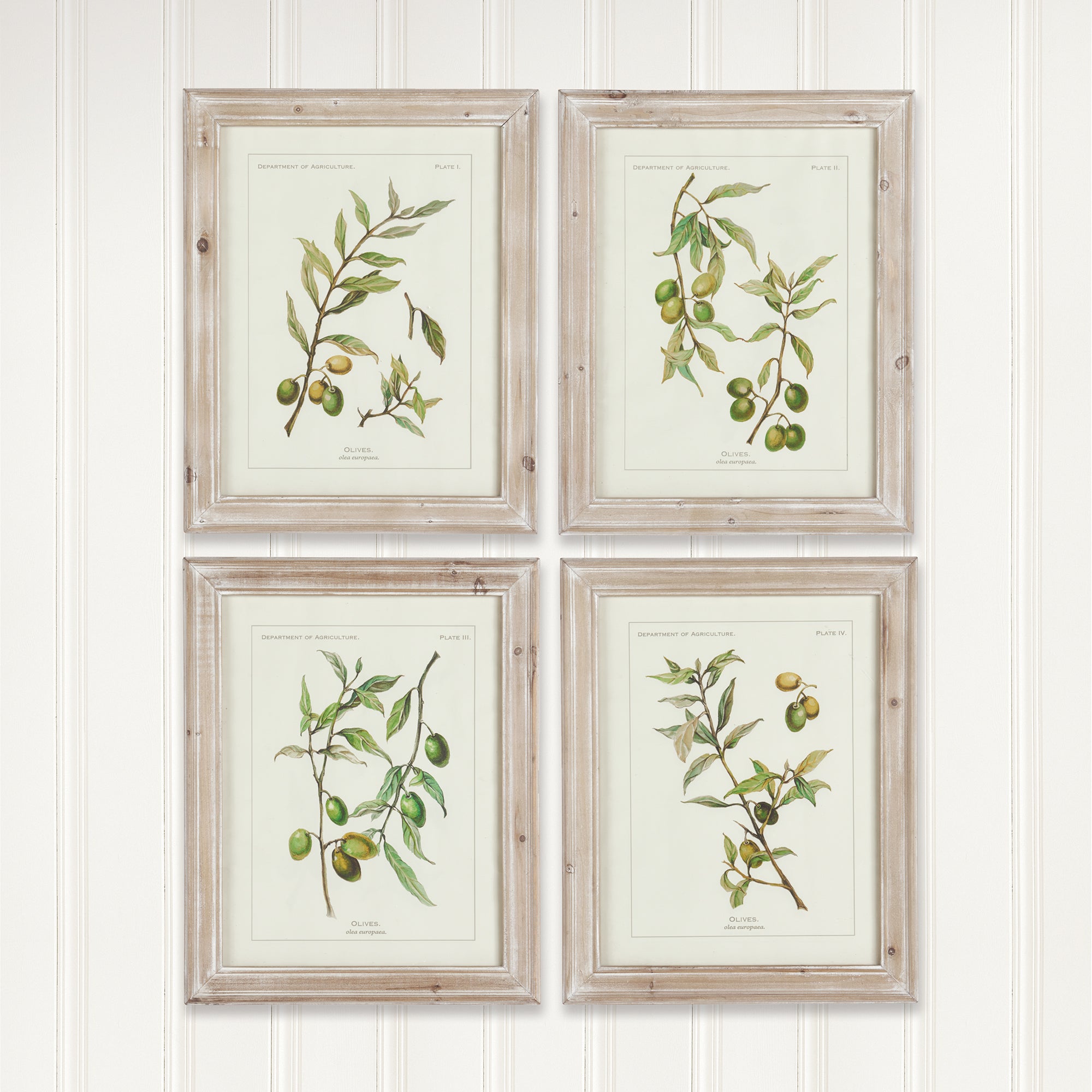 FRAMED OLIVE LEAF BOTANICAL PRINTS, SET OF 4 - view 3