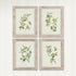 FRAMED OLIVE LEAF BOTANICAL PRINTS, SET OF 4 - view 3