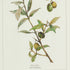 FRAMED OLIVE LEAF BOTANICAL PRINTS, SET OF 4 - view 5