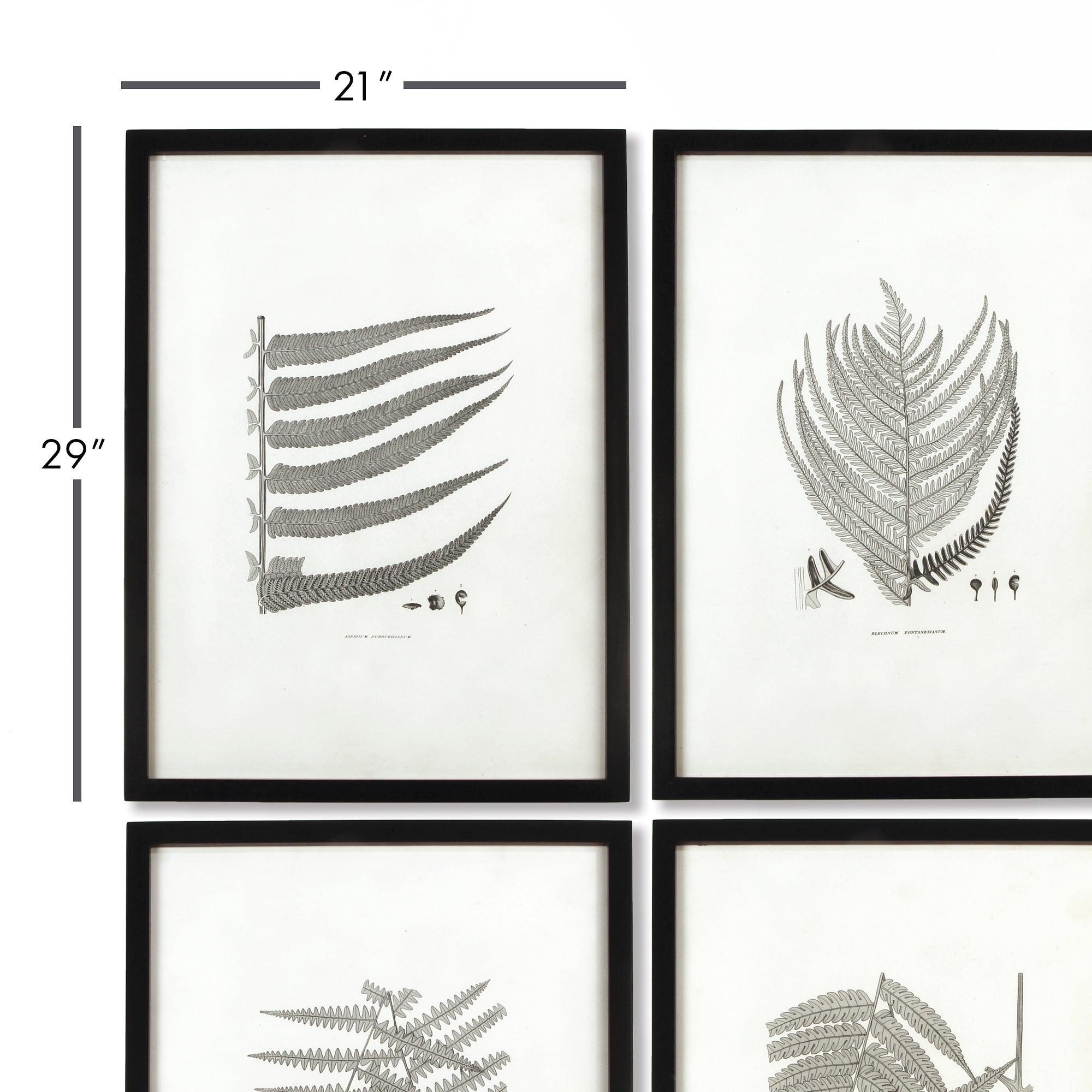 FRAMED GRAY-TONE FERN PRINTS, SET OF 6 - view 2