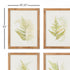 Framed Fern Study, Set Of 6 - View 2