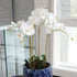Phalaenopsis Orchid Bowl Drop-In 25" - View 2