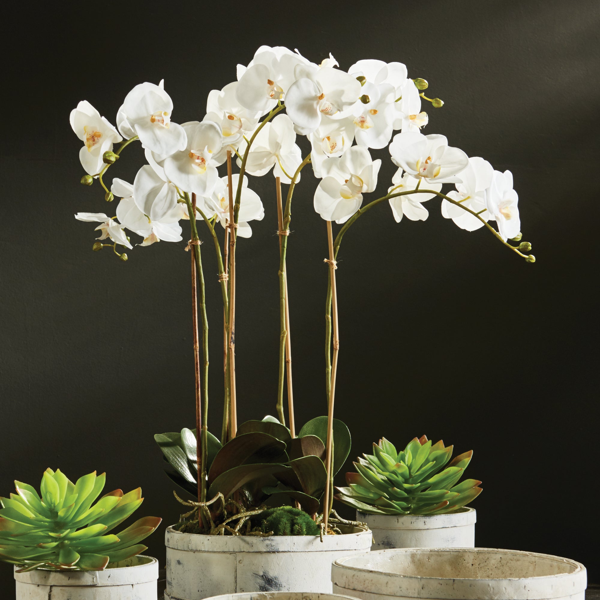 Phalaenopsis Orchid Bowl Drop-In 25" - View 3
