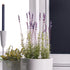 French Lavender Potted 21" - View 2