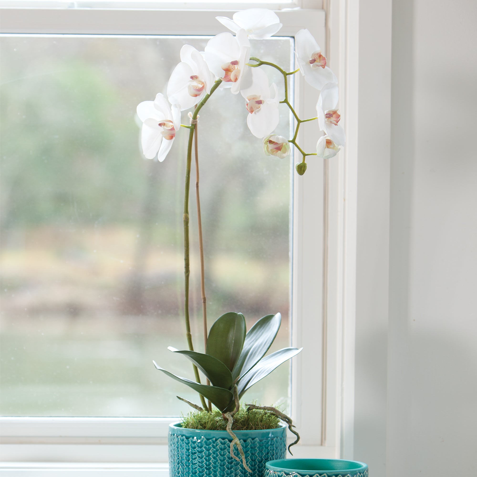 Phalaenopsis Orchid Drop-In 26" - View 2