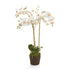Phalaenopsis Orchid Drop-In 31"