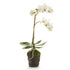 Phalaenopsis Orchid Drop-In 17"
