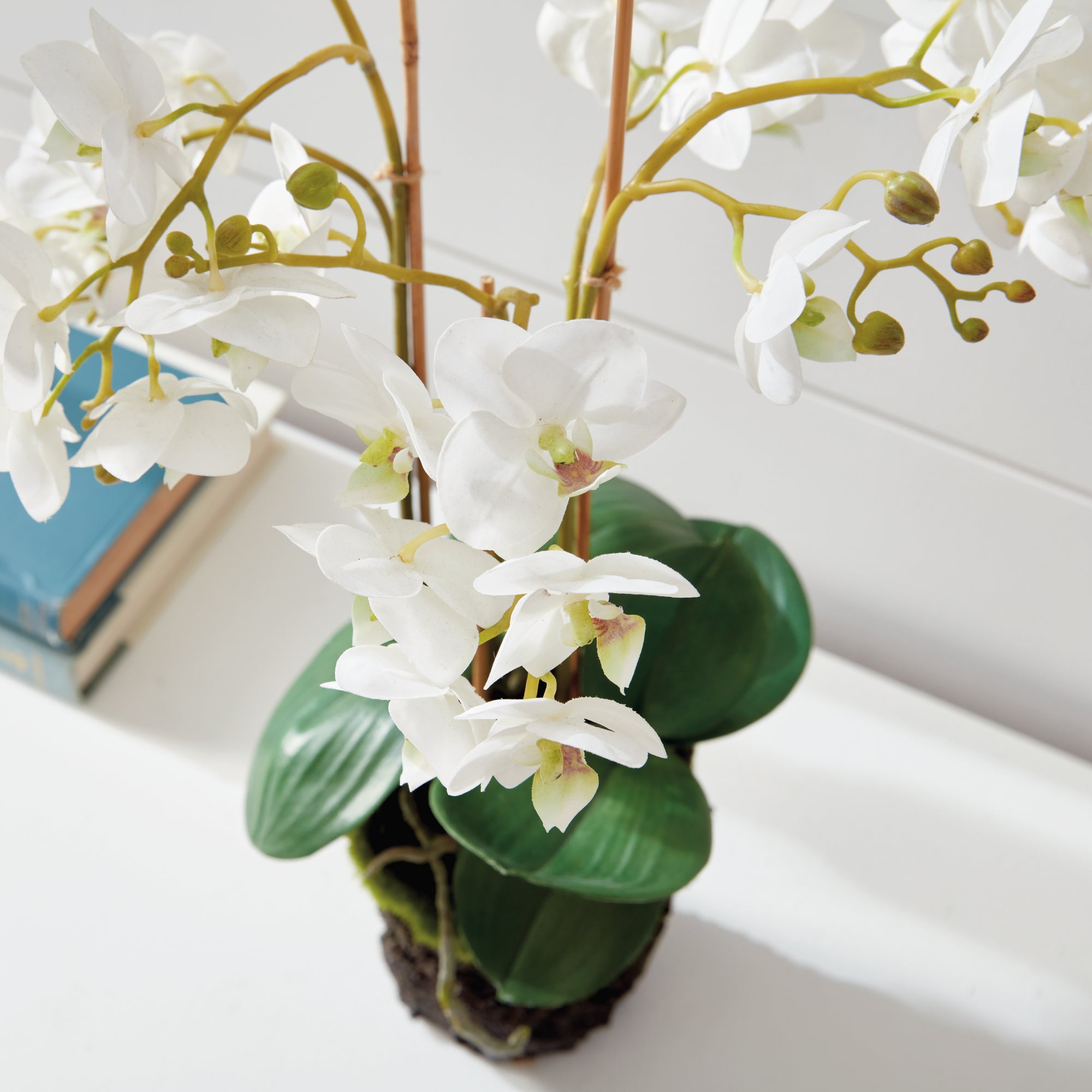 PHALAENOPSIS ORCHID DROP-IN 20" - view 4