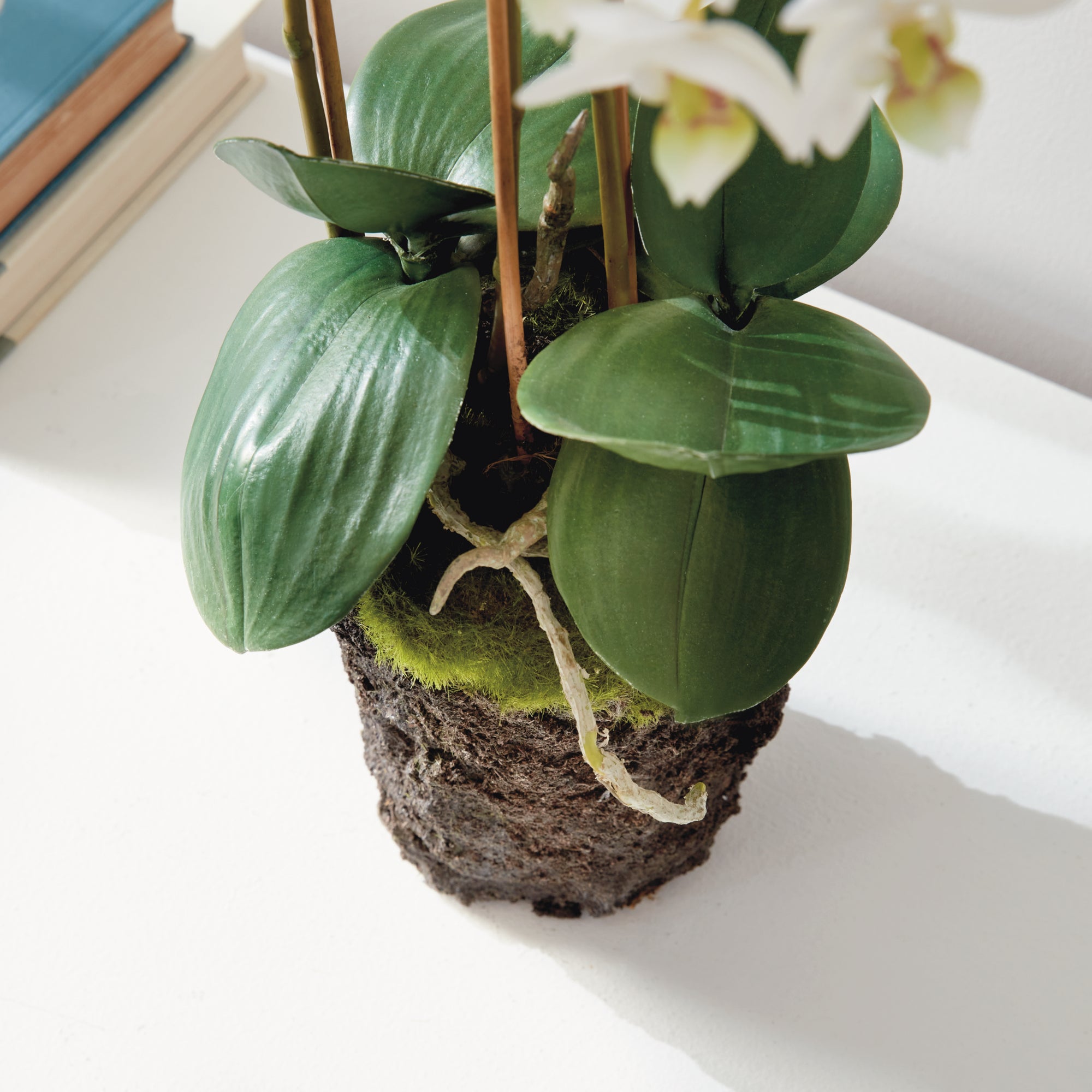 PHALAENOPSIS ORCHID DROP-IN 20" - view 5