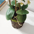 PHALAENOPSIS ORCHID DROP-IN 20" - view 5