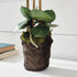 PHALAENOPSIS ORCHID DROP-IN 20" - view 6