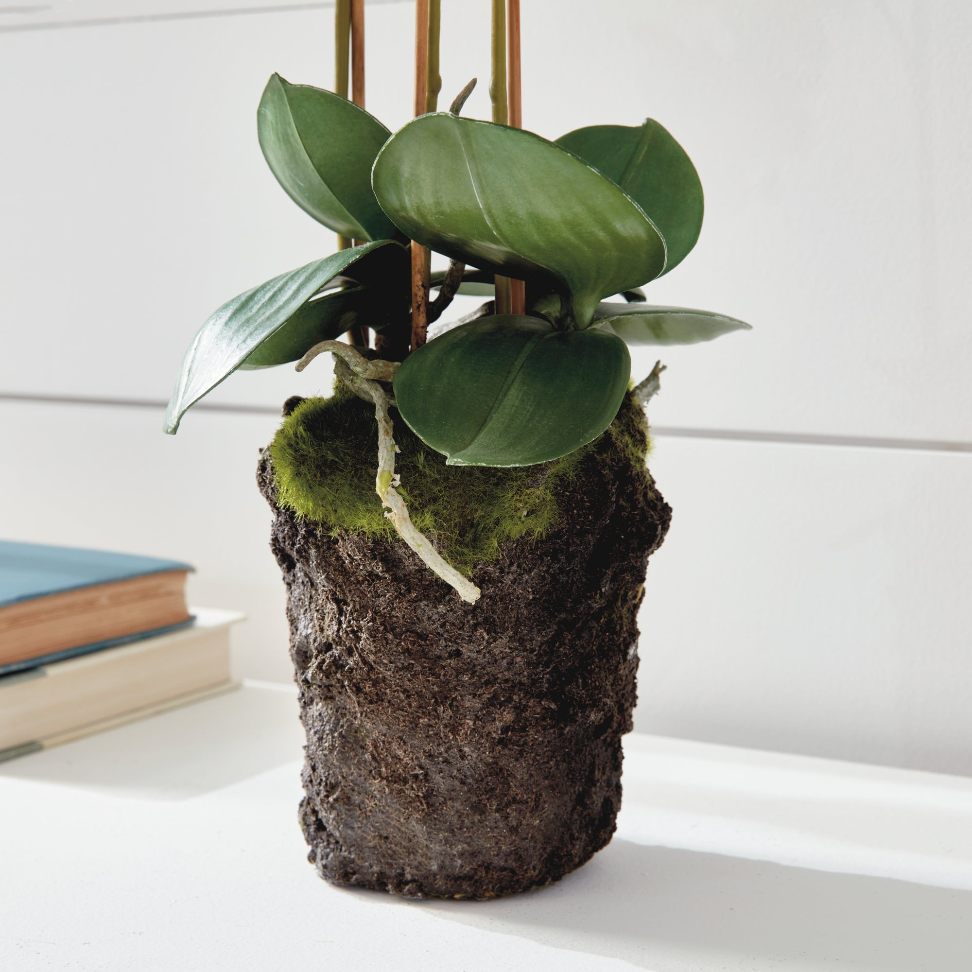 Phalaenopsis Orchid Drop-In 20" - View 6