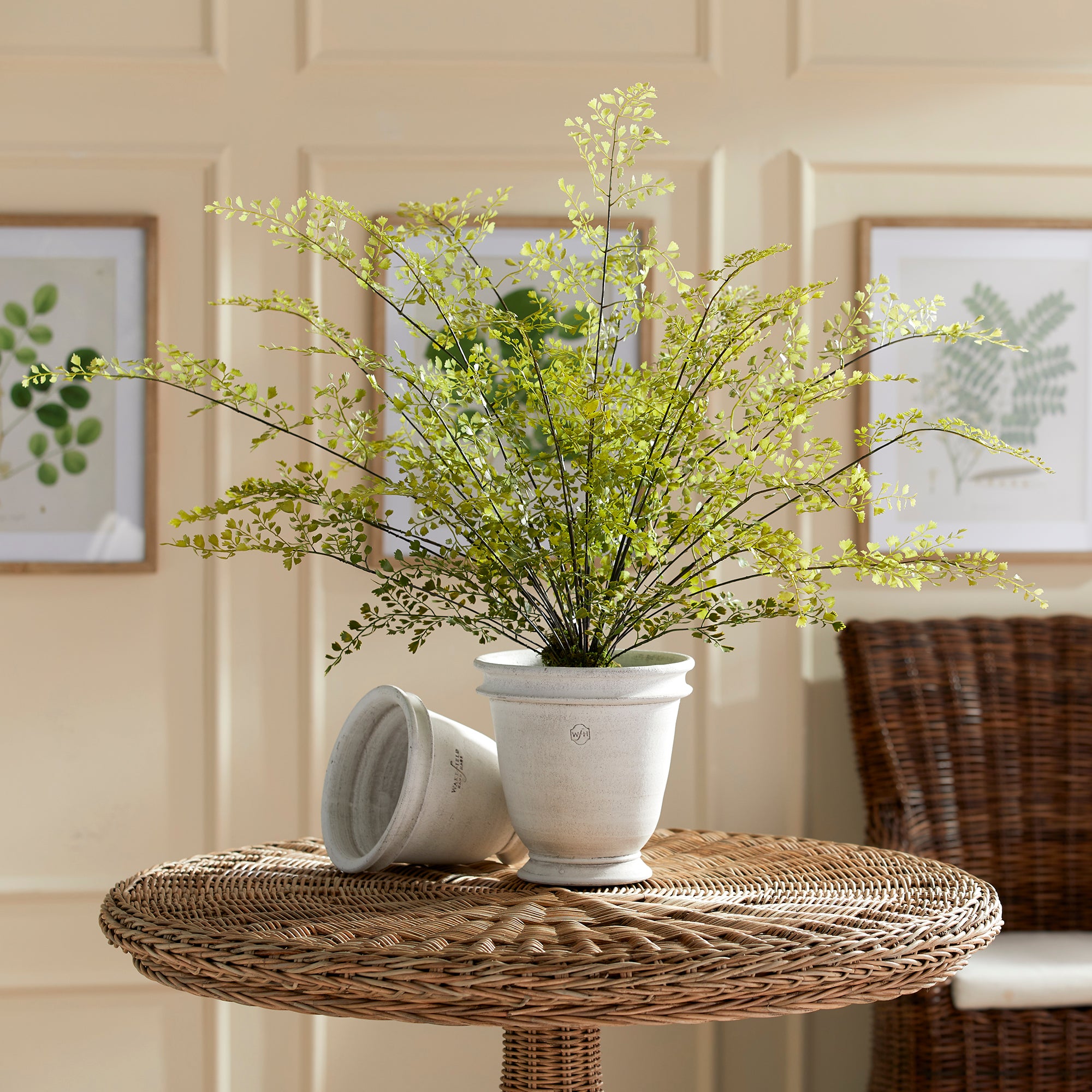 Maidenhair Drop-In 30" - View 4