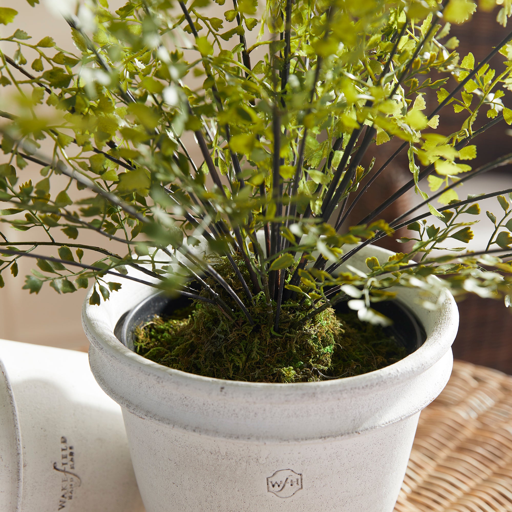 Maidenhair Drop-In 30" - View 5