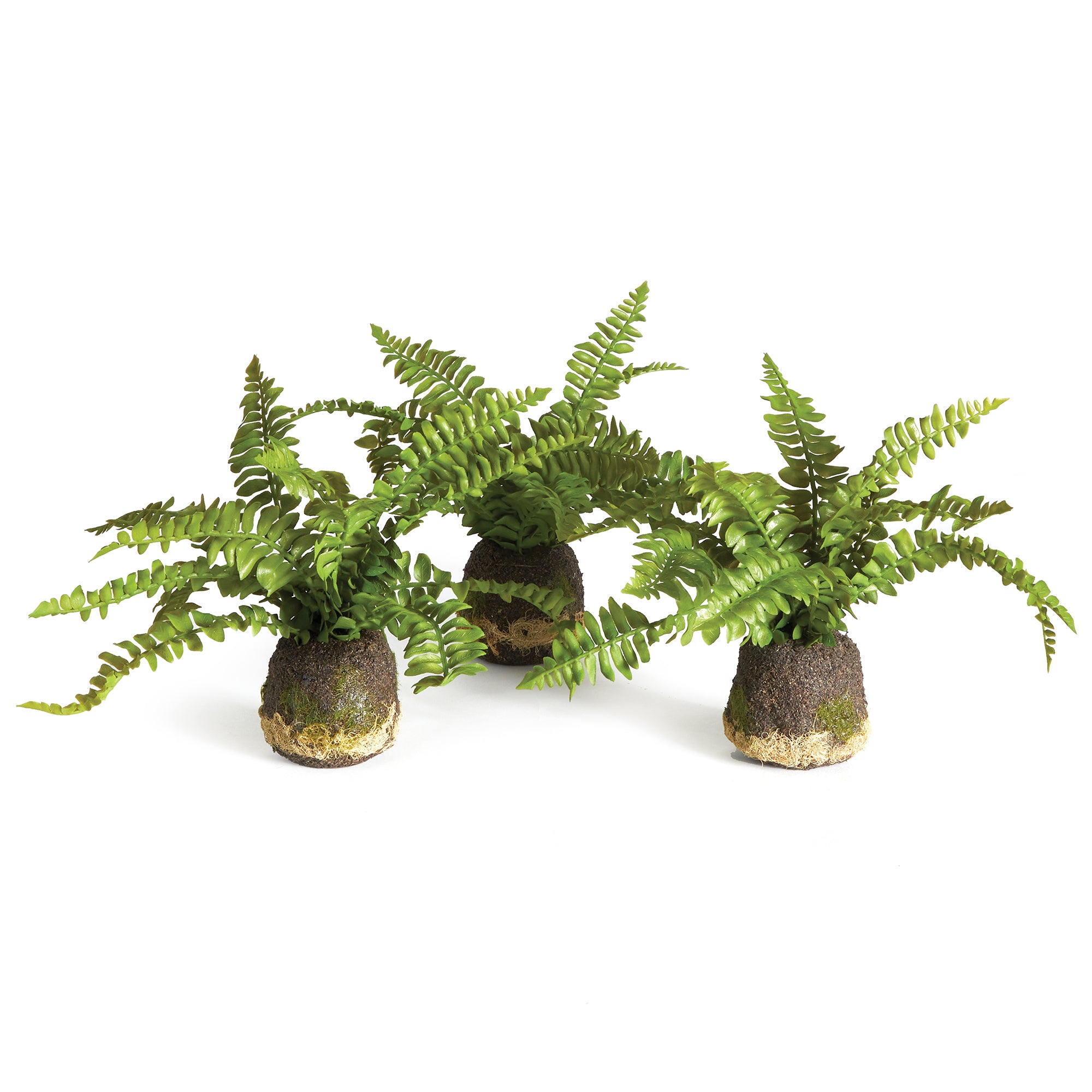 BOSTON FERN DROP-INS, SET OF 3