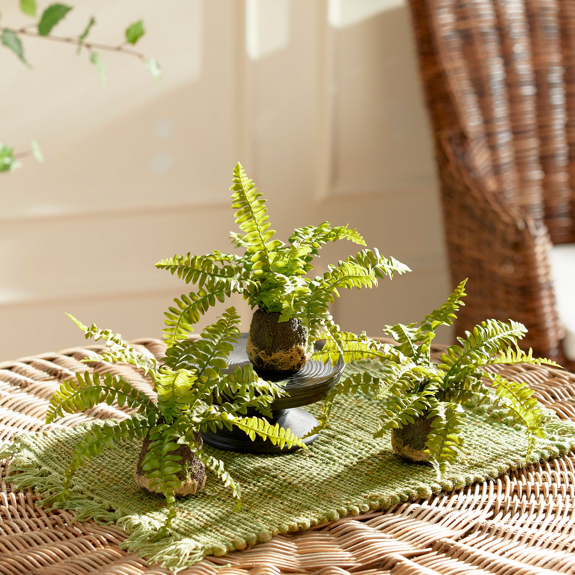 BOSTON FERN DROP-INS, SET OF 3 - view 3