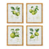 Fruit Study, Set Of 4