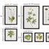 FOLIAGE PRINTS, SET OF 9 - view 2
